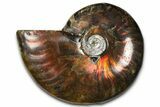 Polished Red Flash Ammonite (Cleoniceras) Fossil - Madagascar #367723-1